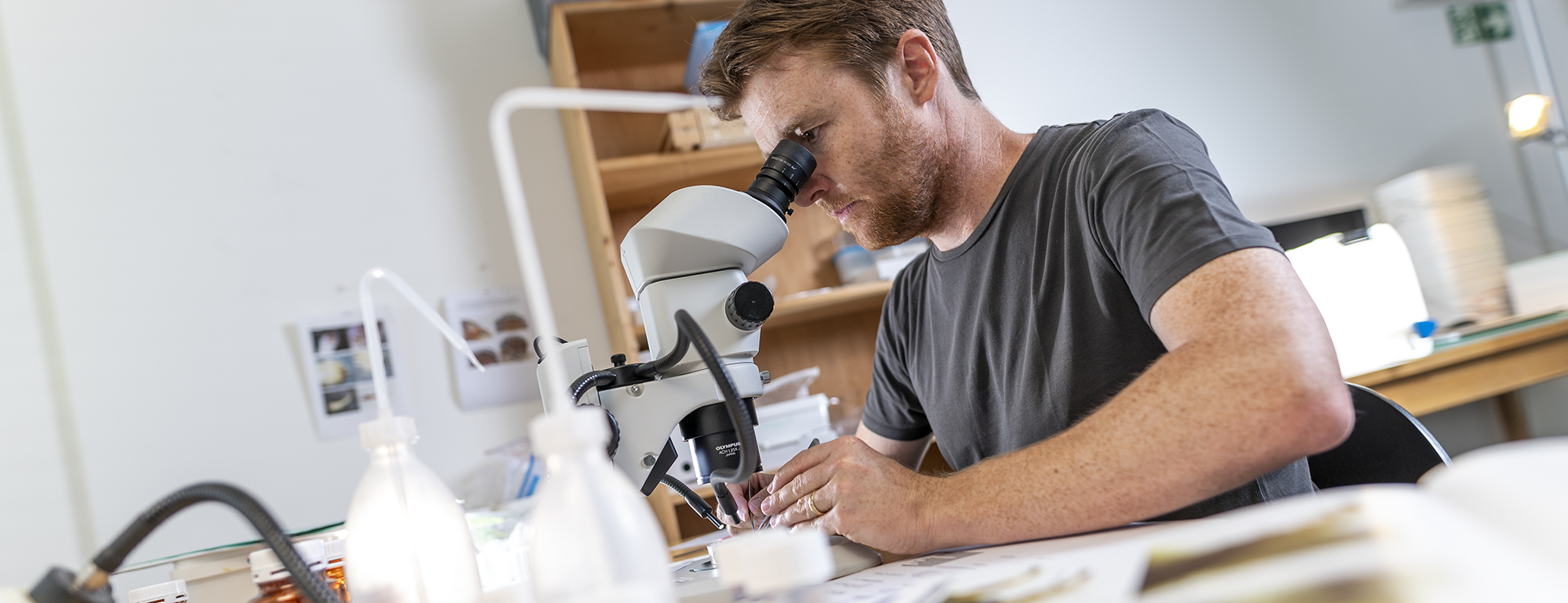 Eindruck von der BDM-Laborarbeit: Ein Mitarbeiter bestimmt unter dem Binokular die Larve eines Gewässerinsekts.