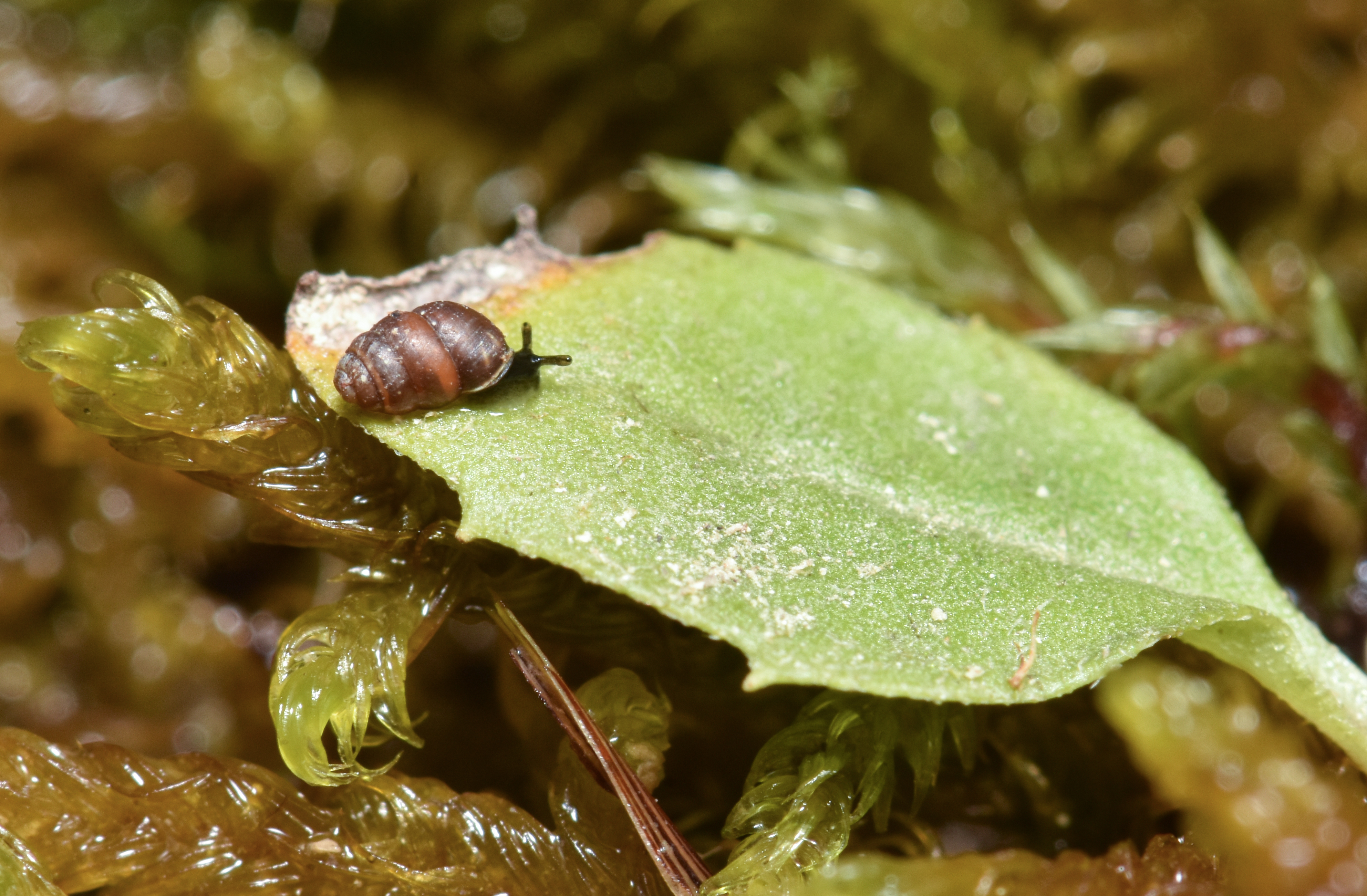 Das Foto zeigt eine Gemeine Windelschnecke (wissenschaftlich Vertigo pigmaea) auf einem Blatt. Die Schnecke wird nur knapp 2 Millimeter gross.